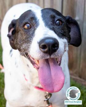 Rescue Hound and Pointer Dogs for Adoption in Kennesaw, Georgia - Ada | PetCurious