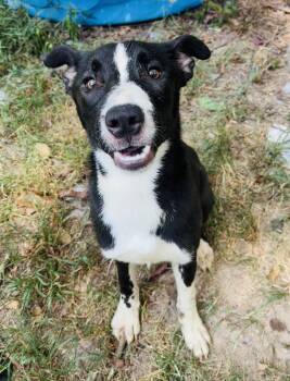 Winter -  Husky and Border Collie Dog for Adoption in Rogers, Arkansas - Winter | PetCurious