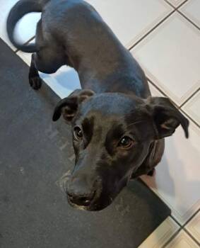 Mixed Breed Dogs Available for Adoption in Brooks, Maine - Lola | PetCurious