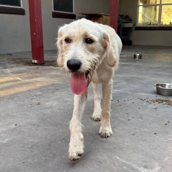 Nathan -  Poodle and Retriever Dog for Adoption in Ennis, Texas - Nathan | PetCurious