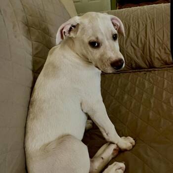 Nico -  Labrador Retriever and Golden Retriever Dog for Adoption - Nico | PetCurious