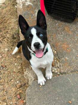 Avocado -  Cattle Dog and Australian Cattle Dog Blue Heeler Dog for Adoption in Gorham, Maine - Avocado | PetCurious