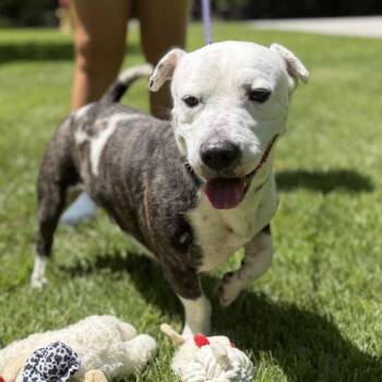 Axel Hope  Lower Fee -  Terrier Dog for Adoption in Locust Fork, Alabama - Axel Hope  Lower Fee | PetCurious