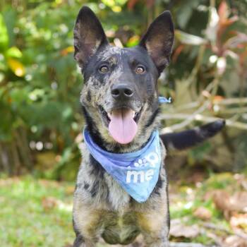 Mixed Breed Dogs Available for Adoption in Kailua-kona, Hawaii - Rocket | PetCurious