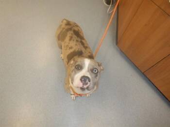 Pit Bull Terrier Dogs Available for Adoption in San Jose, California - TIRAMISU | PetCurious