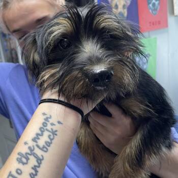 Scruffalufagus -  Yorkshire Terrier Dog for Adoption in Savannah, Georgia - Scruffalufagus | PetCurious
