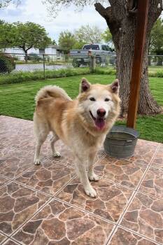 Fluffy -  Alaskan Malamute Dog for Adoption in Harlingen, Texas - Fluffy | PetCurious