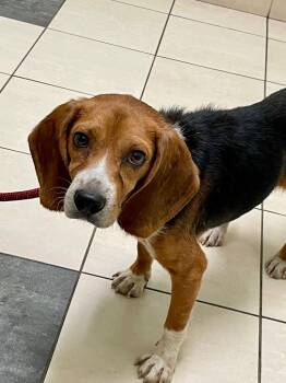 Rescue Beagle Dogs for Adoption in Hampton, Virginia - Itty | PetCurious