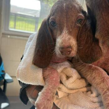 Mixed Breed Dogs Available for Adoption in Huntington, West Virginia - Emeril | PetCurious