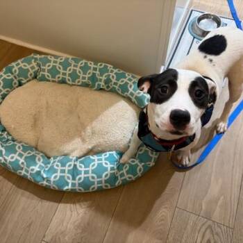 American Staffordshire Terrier Dogs Available for Adoption - Misty | PetCurious