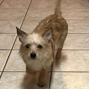 Terrier Dogs Available for Adoption - 2128 Travis Aka Travvy | PetCurious