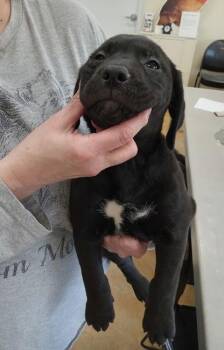 Pit Bull Terrier and Labrador Retriever Dogs Available for Adoption - Samira | PetCurious