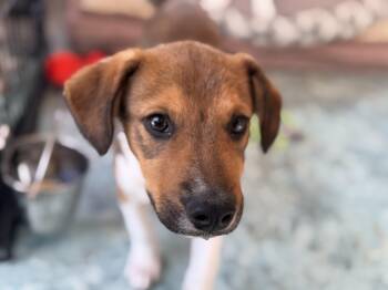 Rescue Australian Shepherd Dogs for Adoption in St. Peters, Missouri - Copper | PetCurious