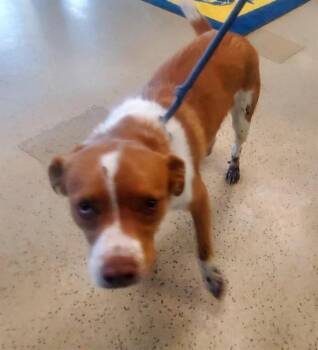 Brittany Spaniel and Mixed Breed Dogs Available for Adoption in St. Louis, Missouri - ROSIE | PetCurious