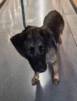 Pen 132c Ryder -  German Shepherd Dog Dog for Adoption in Lawrenceville, Georgia - Pen 132c Ryder | PetCurious