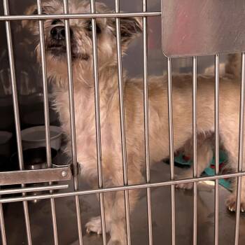 Cairn Terrier Dogs Available for Adoption in Warren, New Jersey - Crouton | PetCurious
