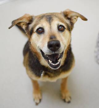 Linda -  German Shepherd Dog and Labrador Retriever Dog for Adoption in Pontiac, Michigan - Linda | PetCurious