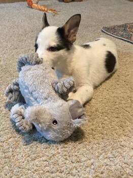 Aluxastli -  Australian Cattle Dog Blue Heeler Dog for Adoption in Fort Lupton, Colorado - Aluxastli | PetCurious