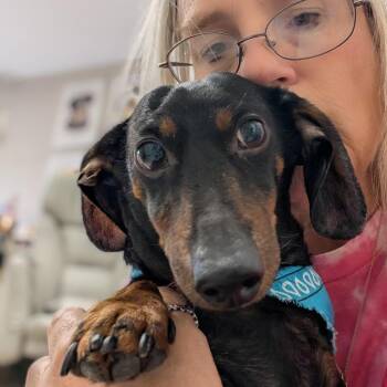 Tiko -  Miniature Dachshund Dog for Adoption in Houston, Texas - Tiko | PetCurious