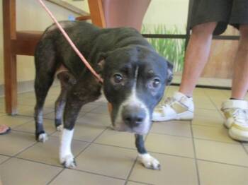 Rescue Staffordshire Bull Terrier Dogs for Adoption in Ocala, Florida - A370162 | PetCurious