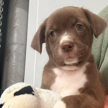 Boston Terrier Dogs Available for Adoption in Glocester, Rhode Island - Karlie | PetCurious
