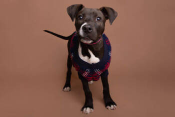 Rescue Retriever and Mixed Breed Dogs for Adoption in Greenville, South Carolina - Pip | PetCurious