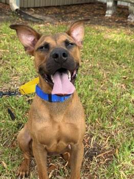 ARLO -  Black Mouth Cur and Mixed Breed Dog for Adoption in Sugar Land, Texas - ARLO | PetCurious