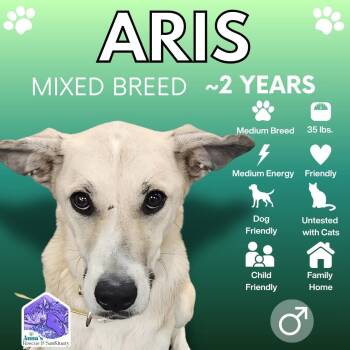 Aris -  Mixed Breed Dog for Adoption in Aurora, Ontario - Aris | PetCurious