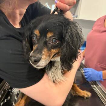 Missy -  Spaniel Dog for Adoption in Northbrook, Illinois - Missy | PetCurious
