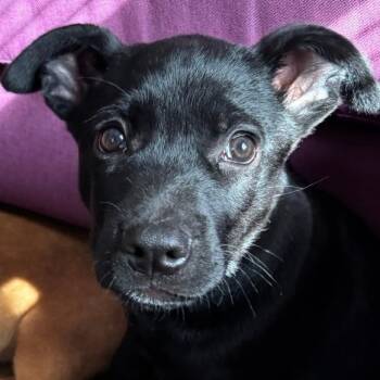 Duke -  Mastiff and Labrador Retriever Dog for Adoption in Colonial Heights, Virginia - Duke | PetCurious