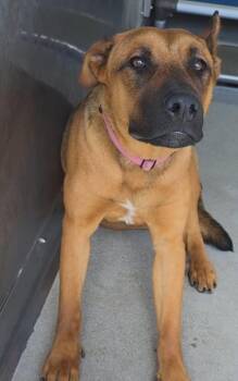 Belgian Shepherd Malinois Dogs Available for Adoption in Frazier Park, California - Wanda | PetCurious