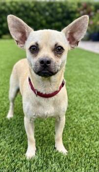 Chiki -  Pug Dog for Adoption in Louise, Texas - Chiki | PetCurious