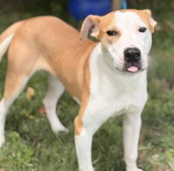 Sandbox -  Pit Bull Terrier and Mixed Breed Dog for Adoption in New Albany, Indiana - Sandbox | PetCurious