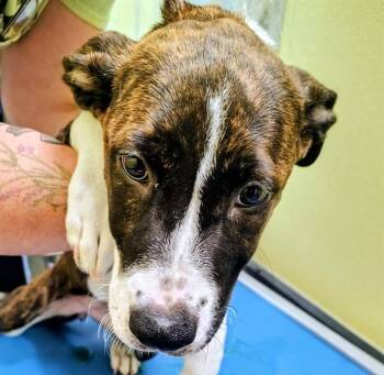 ADDIE -  Labrador Retriever and Mixed Breed Dog for Adoption in St. Louis, Missouri - ADDIE | PetCurious