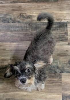 Doodle Bug -  Yorkshire Terrier and Dachshund Dog for Adoption in Watertown, Connecticut - Doodle Bug | PetCurious