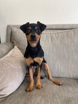 Mixed Breed Dogs Available for Adoption in Thousand Oaks, California - Olympus | PetCurious