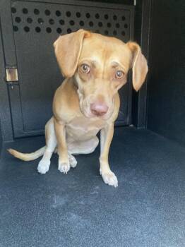 ABILENE -  Beagle and Mixed Breed Dog for Adoption in Long Beach, California - ABILENE | PetCurious