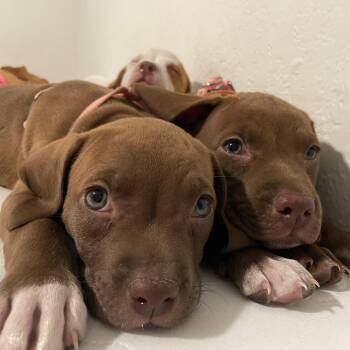 Hound Dogs Available for Adoption in Melrose, Florida - Haze | PetCurious