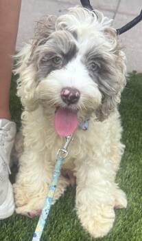 Moose -  Cocker Spaniel and Poodle Dog for Adoption in Overland Park, Kansas - Moose | PetCurious