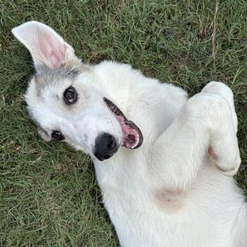Nala -  Siberian Husky and Great Pyrenees Dog for Adoption in Johns Creek, Georgia - Nala | PetCurious