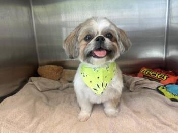 Shih Tzu Dogs Available for Adoption in Corona, California - Rumpy | PetCurious