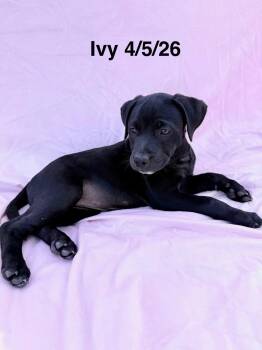 Ivy -  Staffordshire Bull Terrier and Shepherd Dog for Adoption in Thornton, Colorado - Ivy | PetCurious