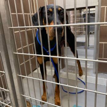 Doberman Pinscher Dogs Available for Adoption in Barrington, Illinois - Casimir | PetCurious
