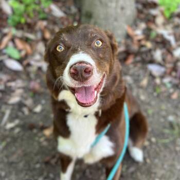 Mixed Breed Dogs Available for Adoption in Asheville, North Carolina - Fred | PetCurious