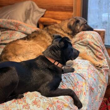 Mixed Breed Dogs Available for Adoption - Topanga | PetCurious