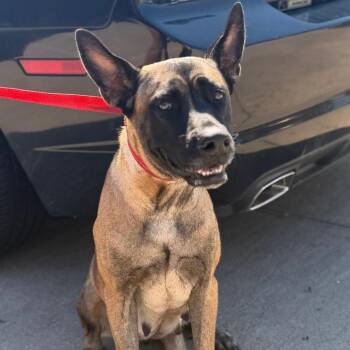 Jedi -  Mixed Breed Dog for Adoption in Lake Jackson, Texas - Jedi | PetCurious