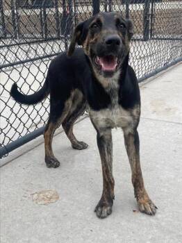 Black And Tan Coonhound and Mixed Breed Dogs Available for Adoption in Tulsa, Oklahoma - LEMON | PetCurious