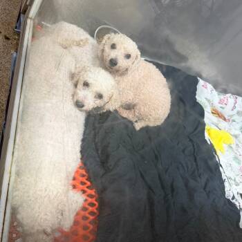 Crackle -  Bichon Frise Dog for Adoption in West Chester, Pennsylvania - Crackle | PetCurious