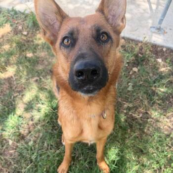 Enya -  German Shepherd Dog Dog for Adoption in Klein, Texas - Enya | PetCurious