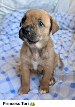 Hound Dogs Available for Adoption - Victoria | PetCurious